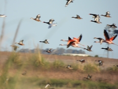 Phoenicopterus chilensis