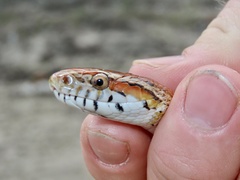 Pantherophis guttatus