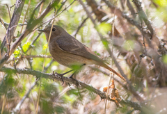 Phoenicurus ochruros phoenicuroides