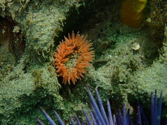 Anthopleura artemisia