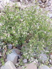 Cynanchum floribundum