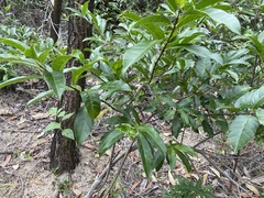 Strophanthus divaricatus