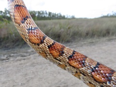Pantherophis guttatus