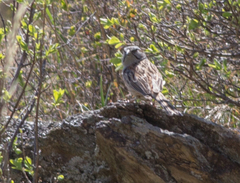 Emberiza godlewskii