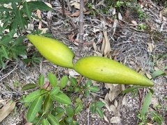Strophanthus divaricatus