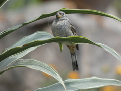 Catamenia analis