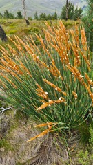 Elegia thyrsoidea