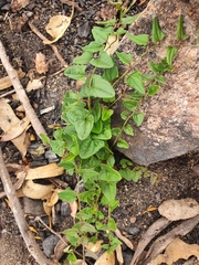 Dioscorea hastifolia