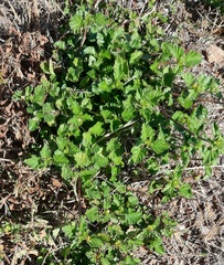 Malvastrum coromandelianum