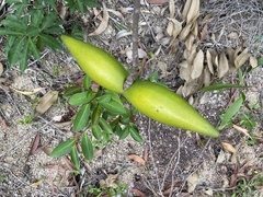 Strophanthus divaricatus
