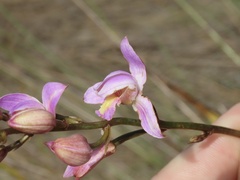Bletia purpurea