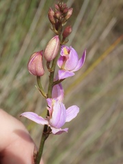 Bletia purpurea