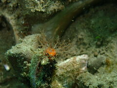 Pachythyone rubra