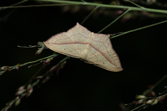 Timandra convectaria