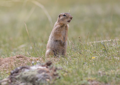 Urocitellus undulatus