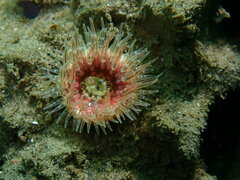Anthopleura artemisia
