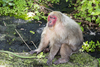 Stump-tailed Macaque - Photo (c) Hector Manuel Zazueta Islas, some rights reserved (CC BY-NC), uploaded by Hector Manuel Zazueta Islas