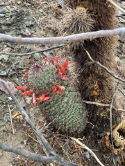 Mammillaria grahamii