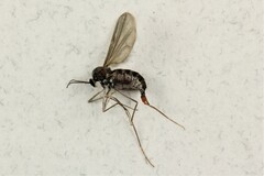 Rabdophaga strobiloides
