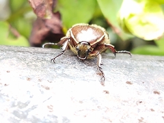 Euphoria leucographa