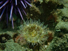Anthopleura artemisia