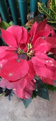 Euphorbia pulcherrima