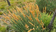 Elegia thyrsoidea