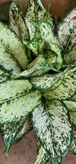 Aglaonema