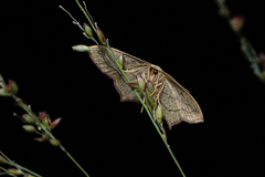 Timandra convectaria