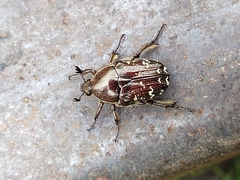 Euphoria leucographa