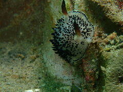 Acanthodoris rhodoceras