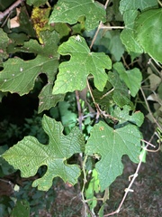 Vitis mustangensis