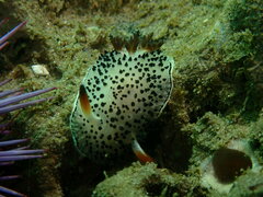 Acanthodoris rhodoceras