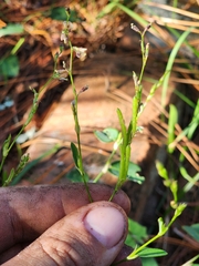 Alysicarpus ovalifolius