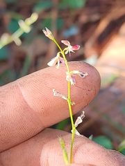 Alysicarpus ovalifolius