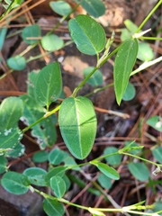 Alysicarpus ovalifolius