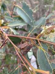 Amorbus bispinus