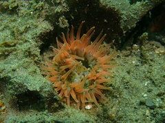 Anthopleura artemisia