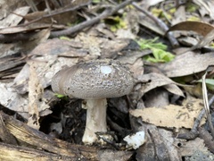 Amanita cheelii