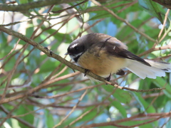 Rhipidura fuliginosa fuliginosa