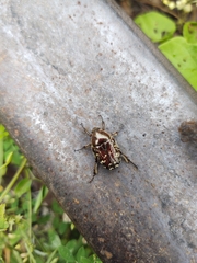 Euphoria leucographa