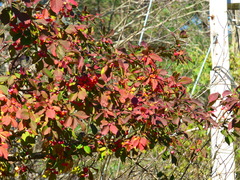 Euonymus europaeus