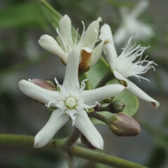 Cynanchum floribundum