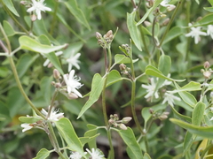 Cynanchum floribundum