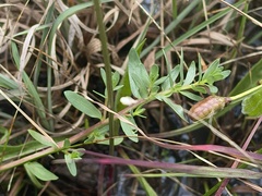 Lythrum hyssopifolia