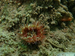 Anthopleura artemisia