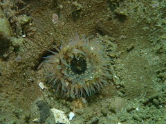 Anthopleura artemisia