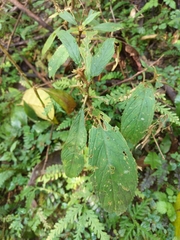 Rhynchotechum discolor
