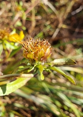 Bidens laevis