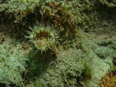 Anthopleura artemisia